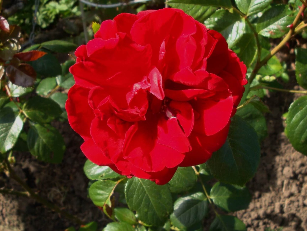 Роза Ульмер Мюнстер