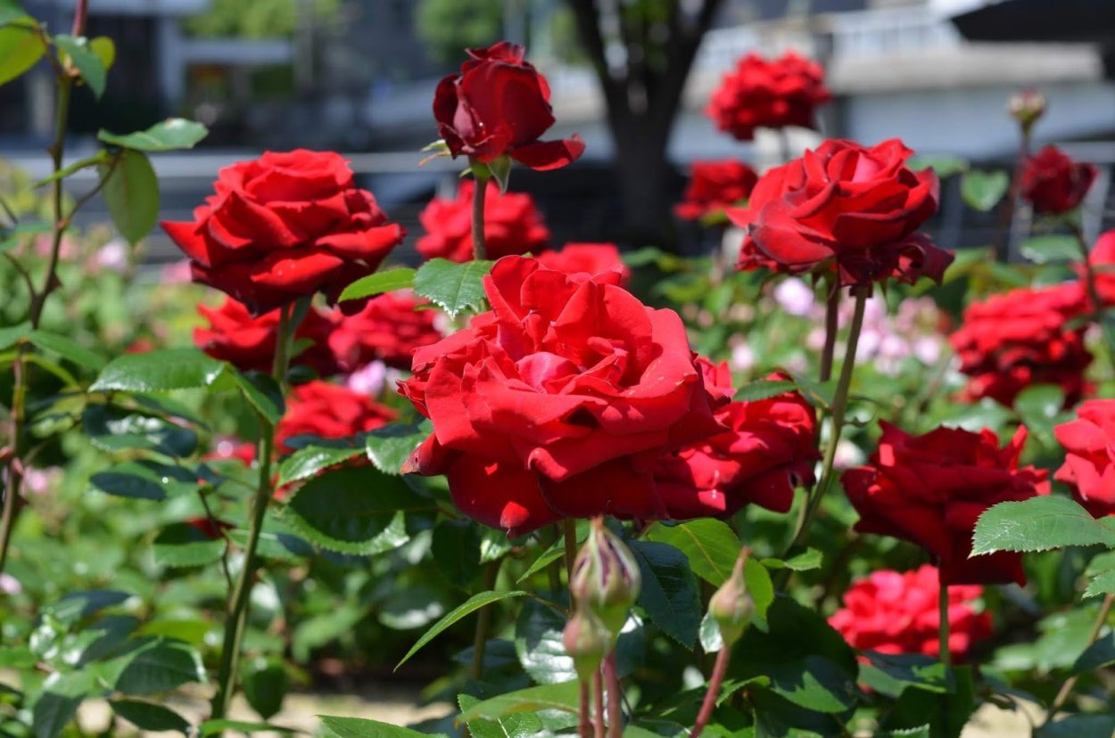 Парковая роза Ника