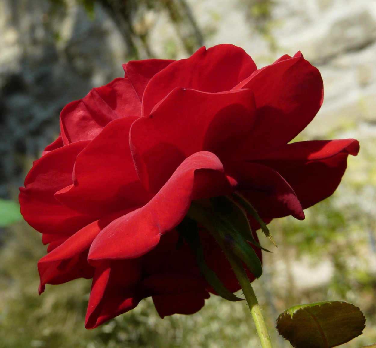 Роза чайно гибридная Ulmer Munster