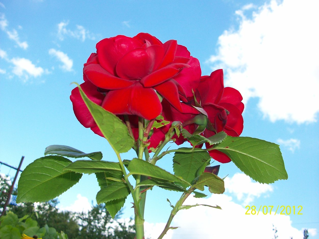 Ulmer Munster роза