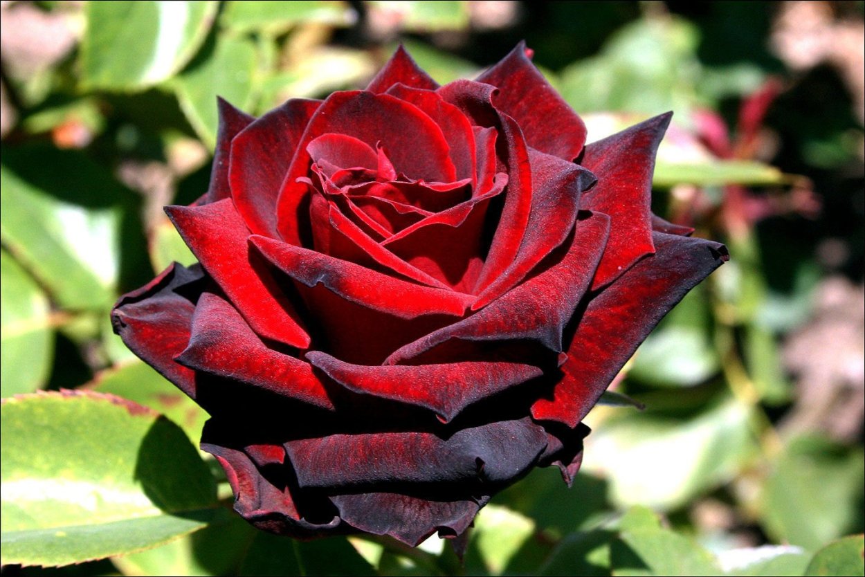 Роза Мадонна чайно-гибридная