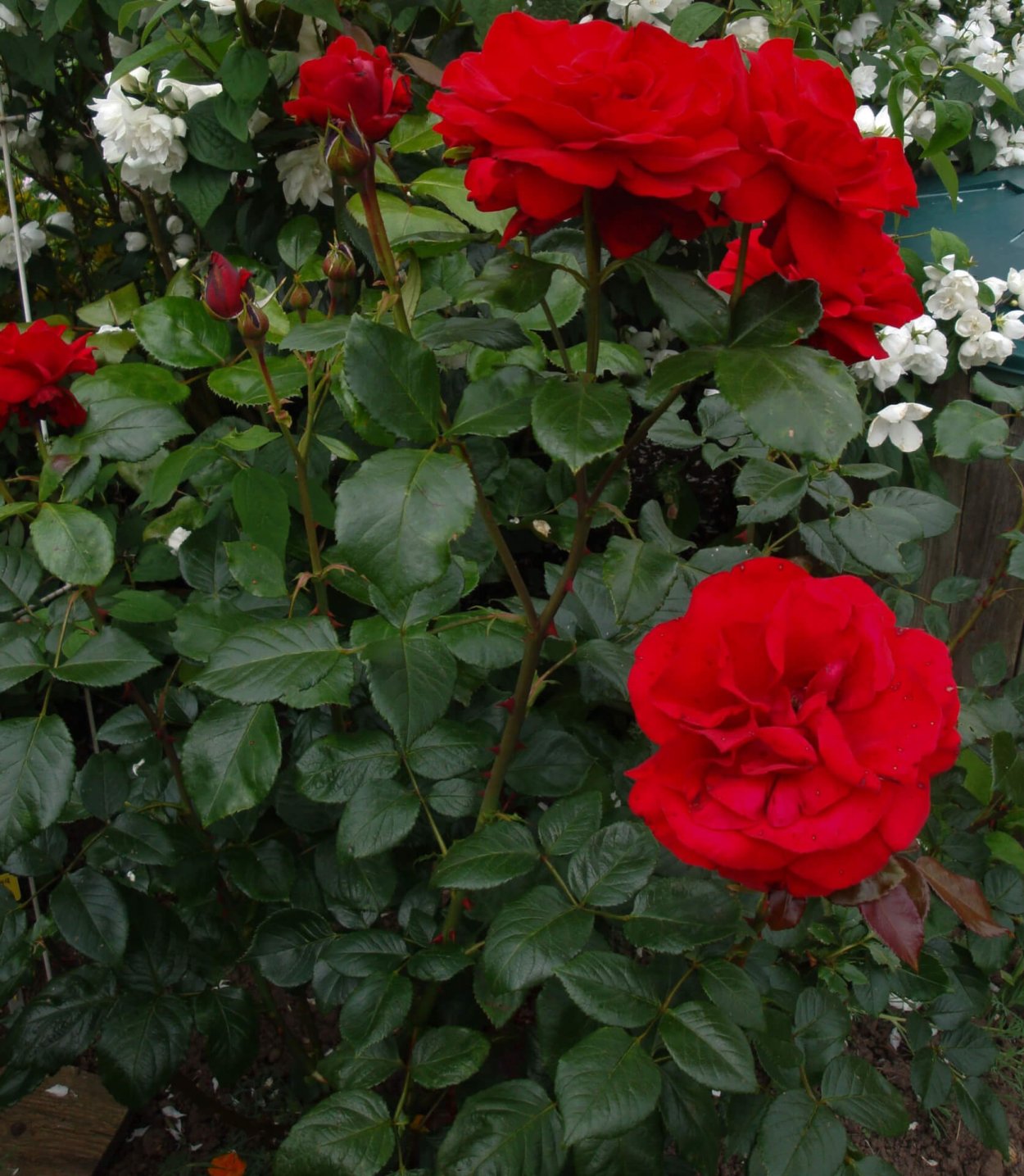 Роза Ульмер Мюнстер