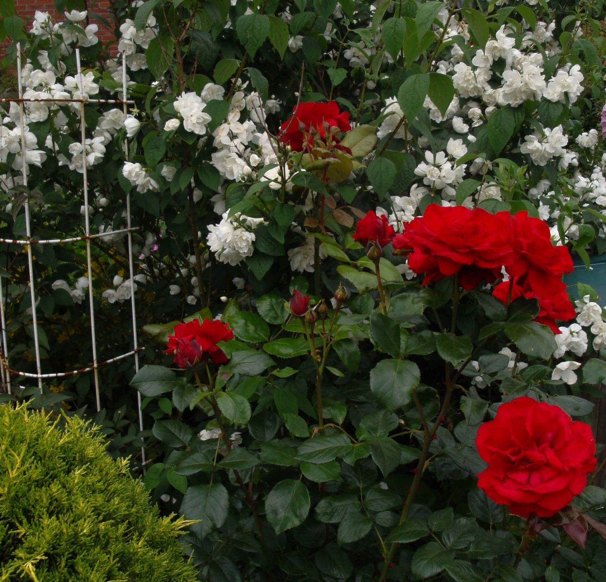 Роза Парковая Ульмер Мюнстер