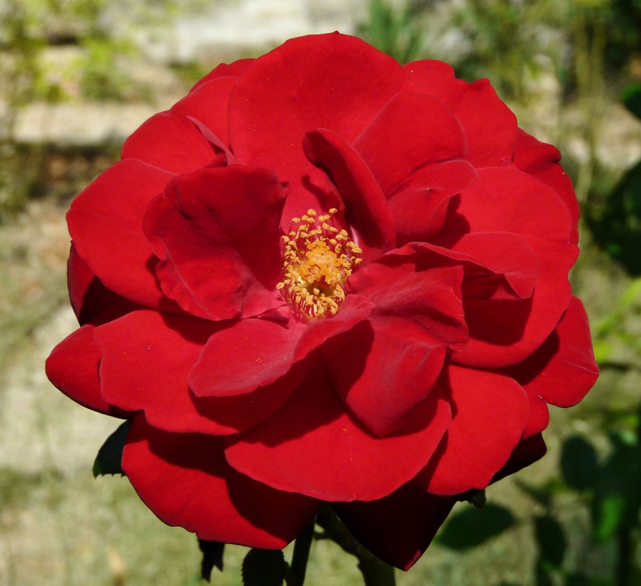 Роза Ульмер Мюнстер шраб