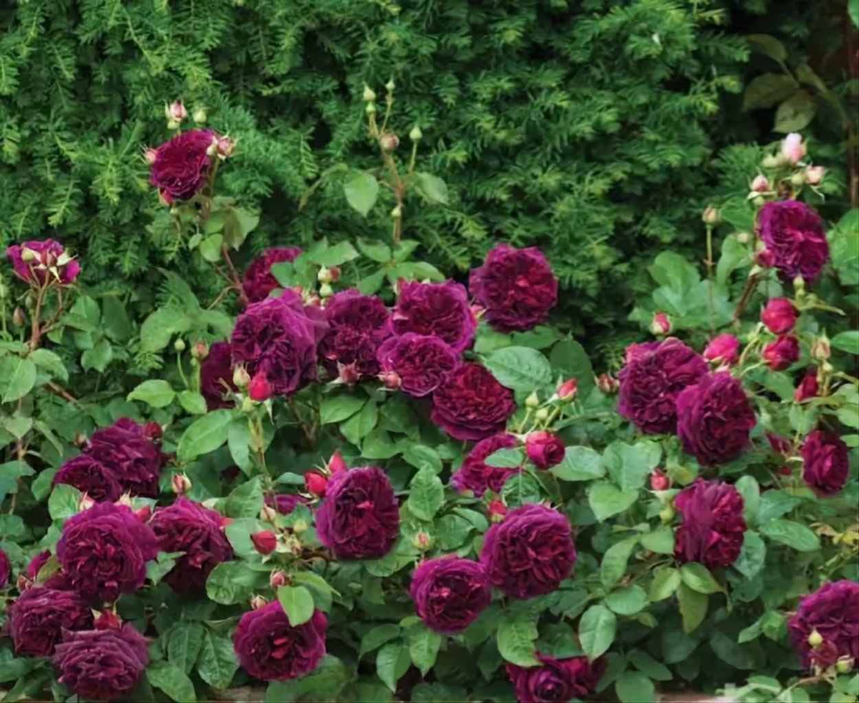 Манстед Вуд