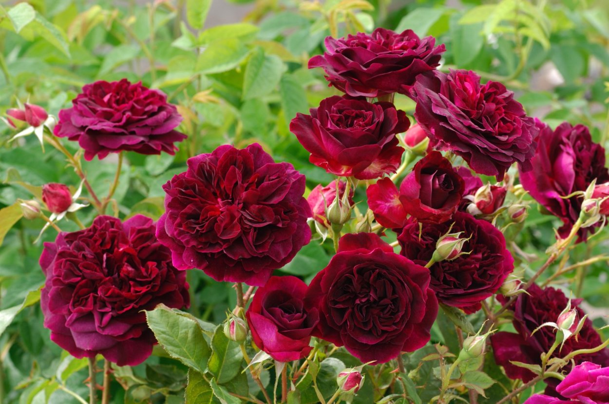 Роза Остина Манстед Вуд