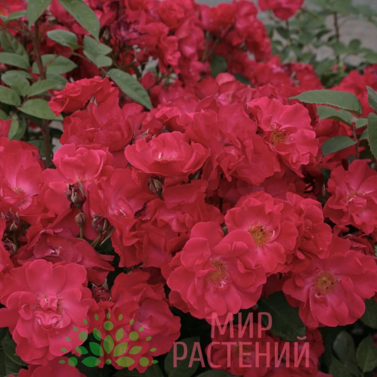 Роза Марондо Кордеса