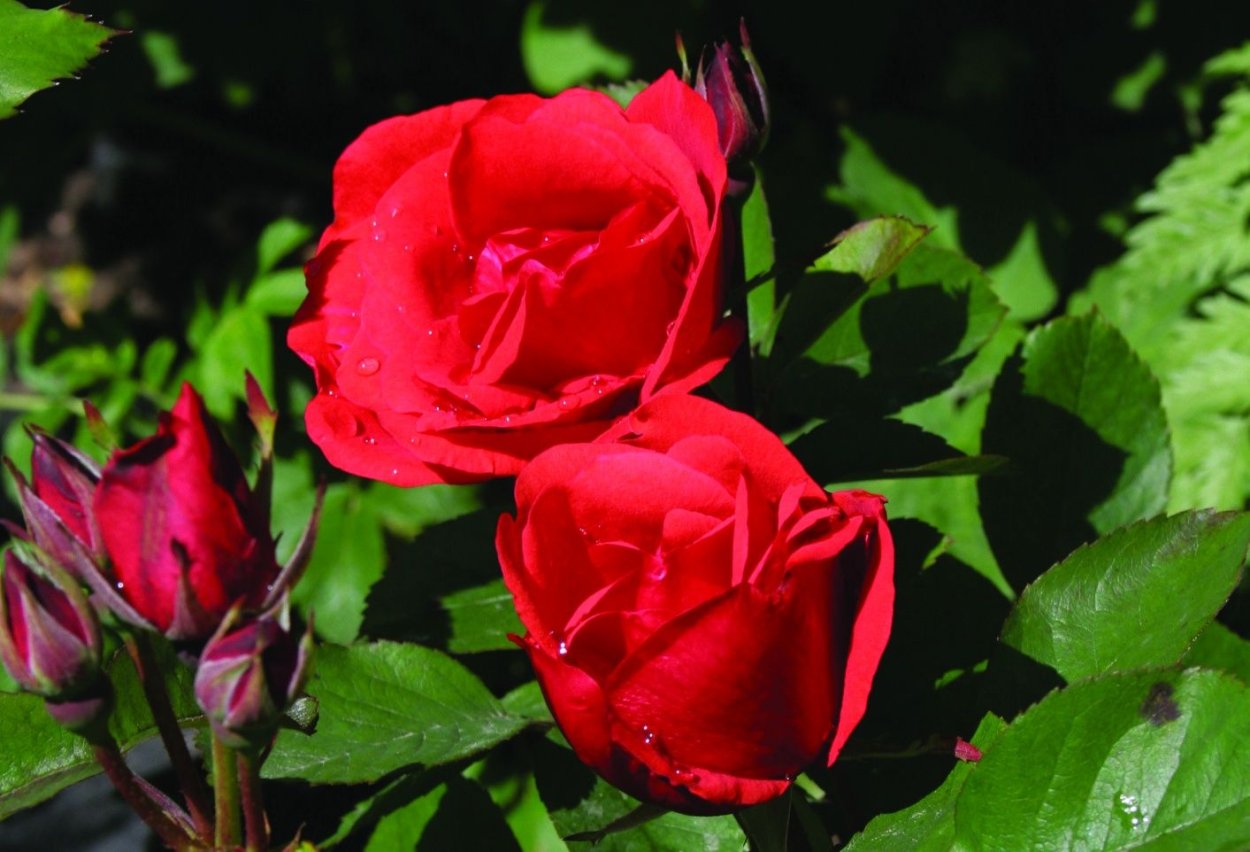 Роза Морден Файерглоу