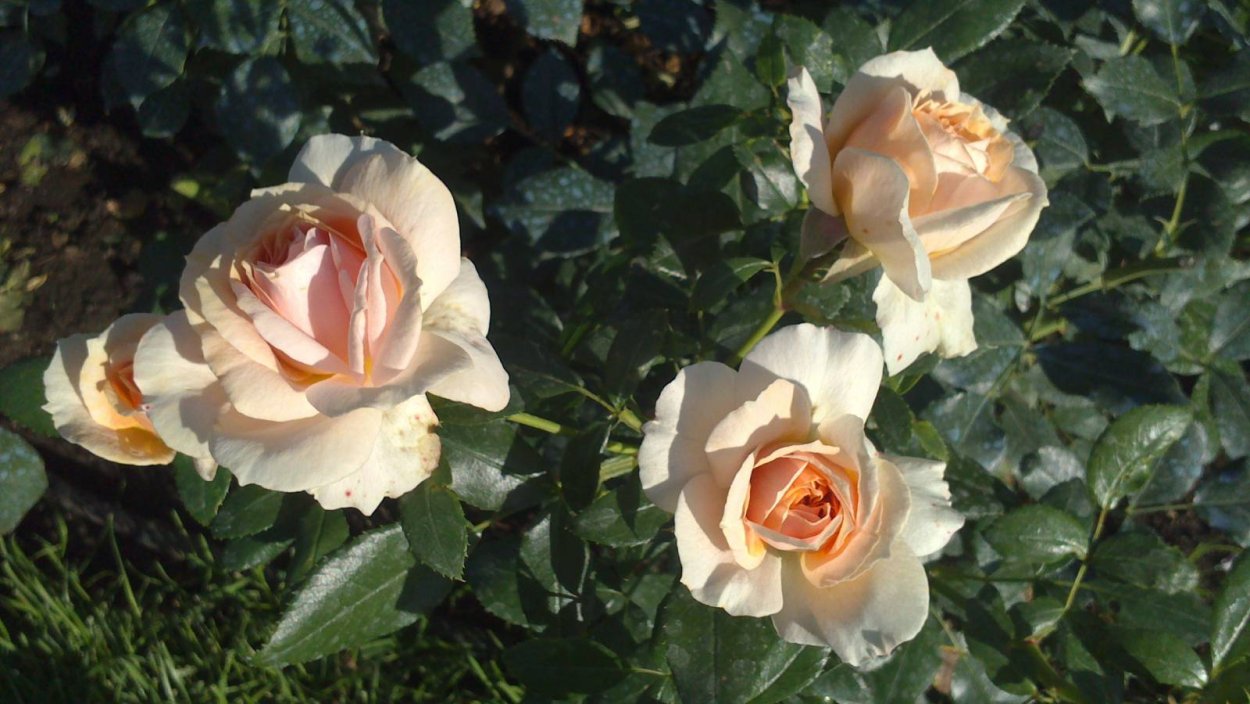 Роза Суприм иссиня роузес Кения