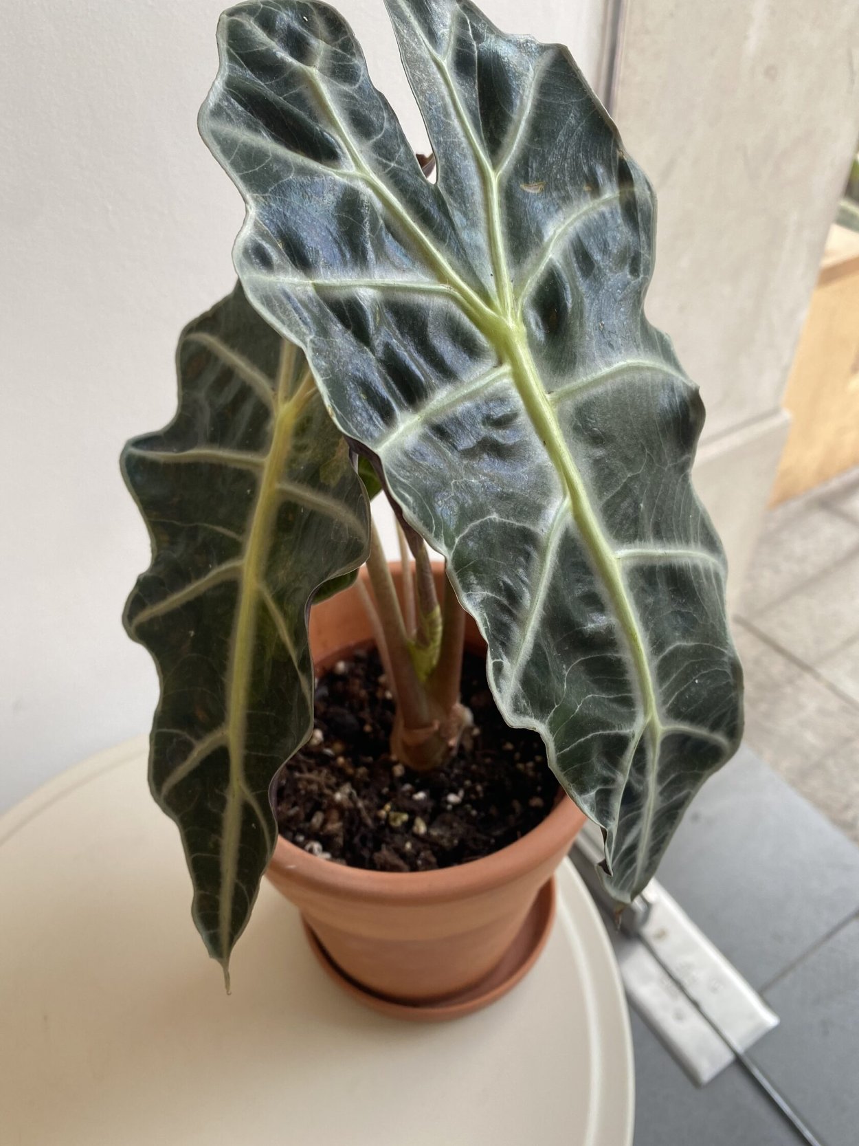 Алоказия Purple Nights