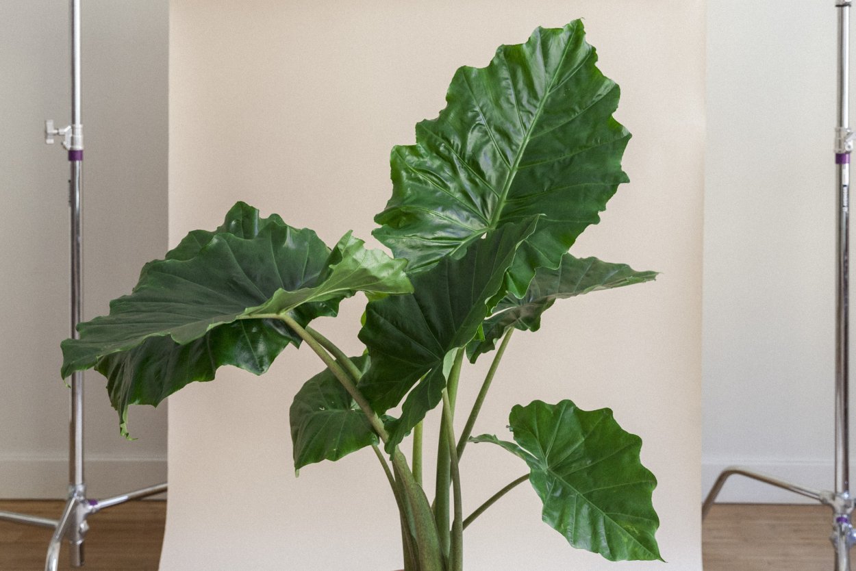 Алоказия Портодора