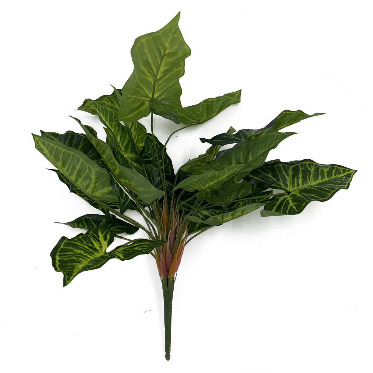 Аглаонема оранж