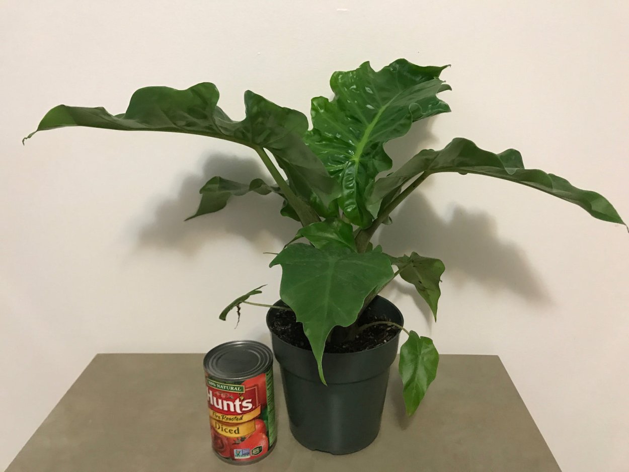 Лоурайдер алоказия