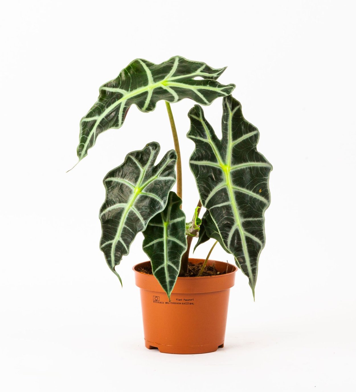 Алоказия Полли