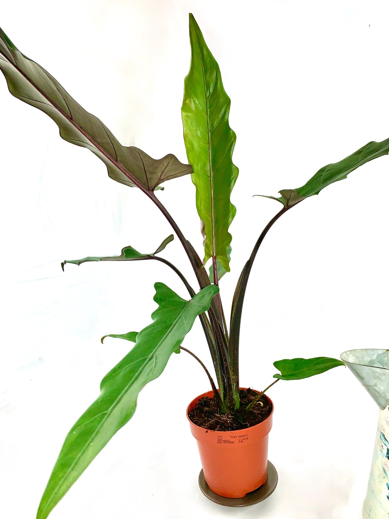 Алоказия длиннолопастная