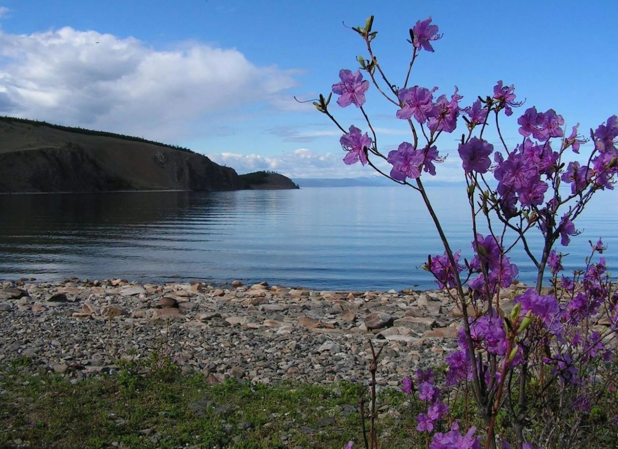 Байкал багульник цветет