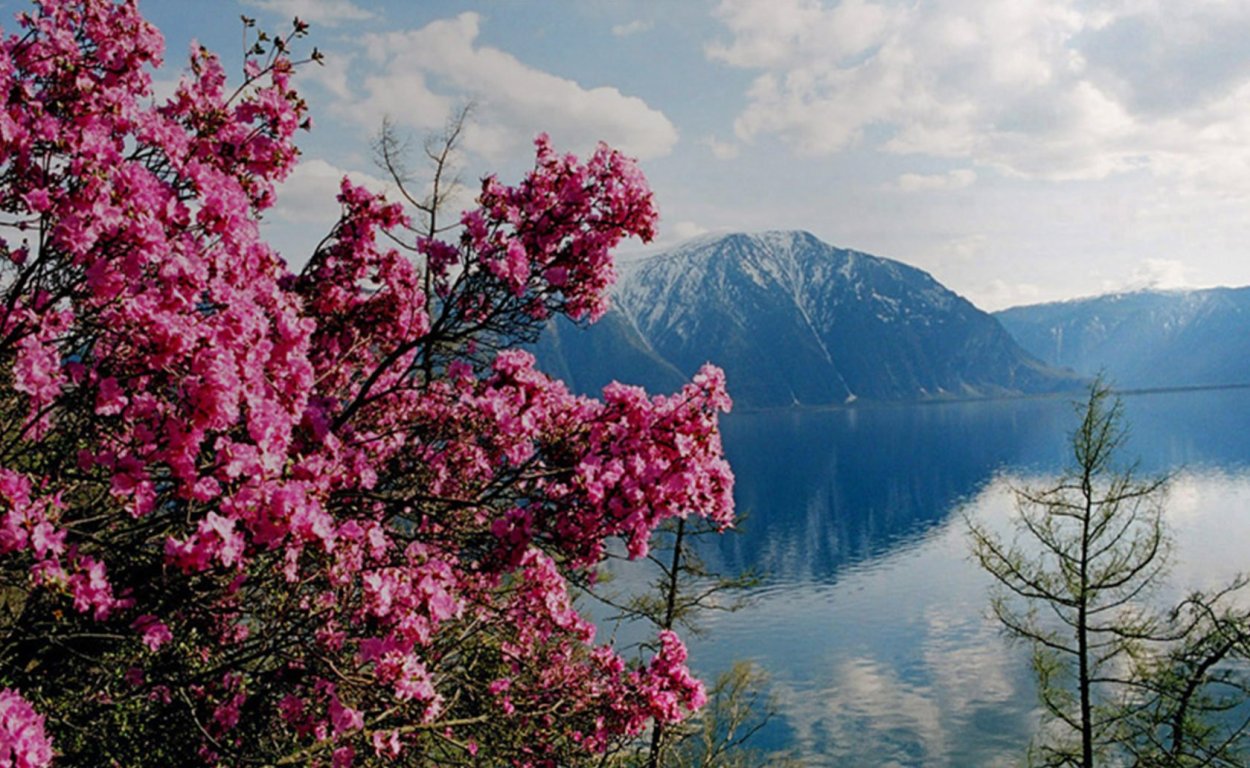 Горный Алтай весной маральник