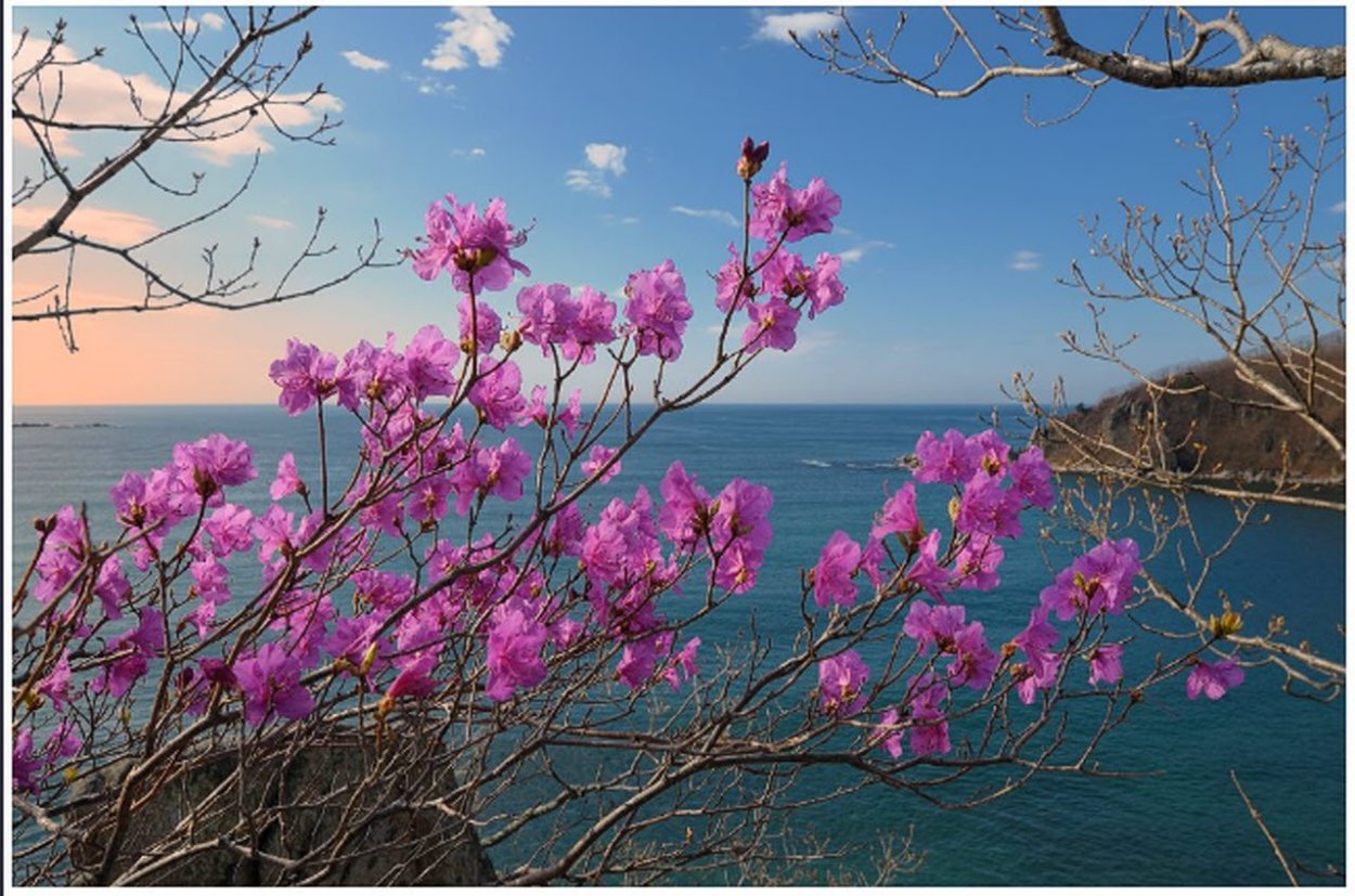 Цветение рододендрона на Байкале