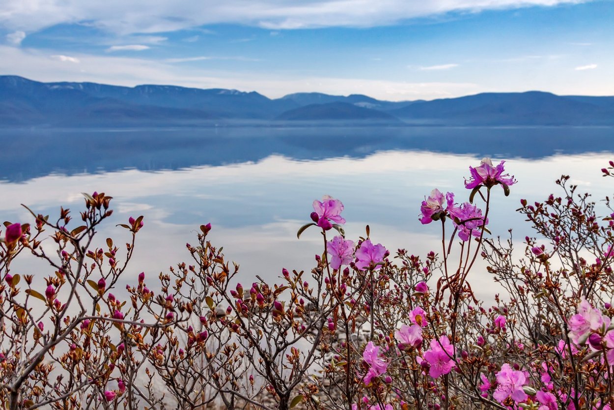 Багульник на Байкале
