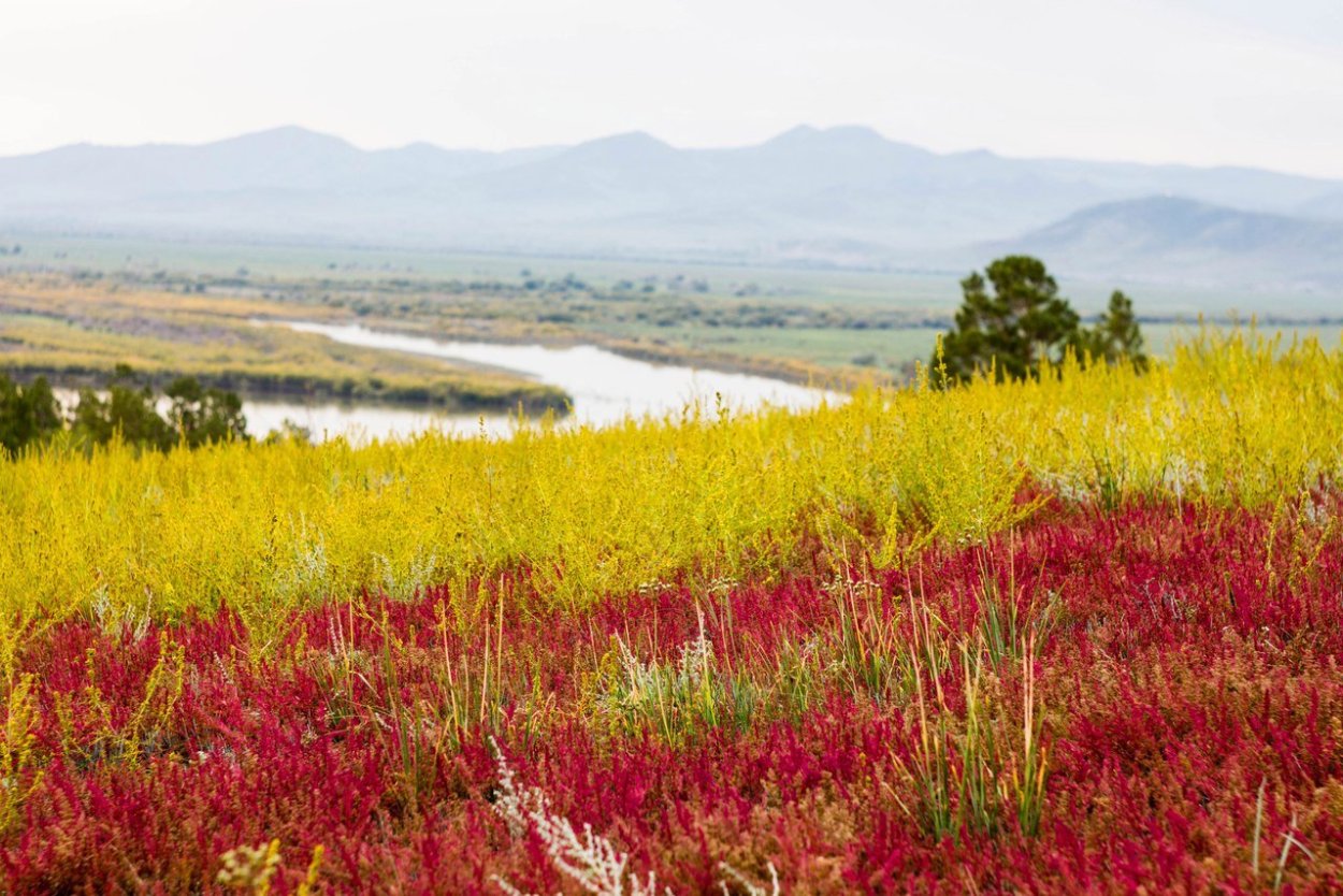 Луга поля Бурятии