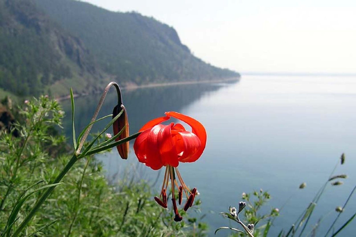 Саранка Байкальская цветок