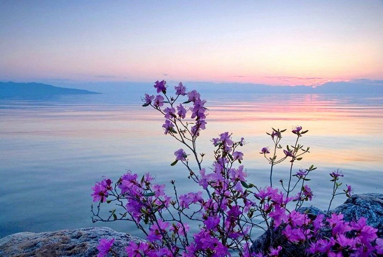 Багульник на Байкале