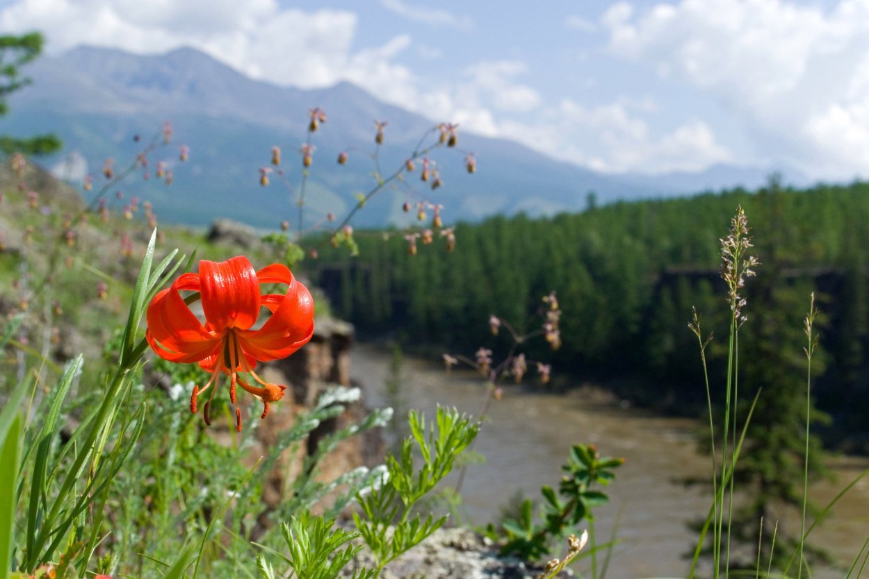 Луговые растения Бурятии