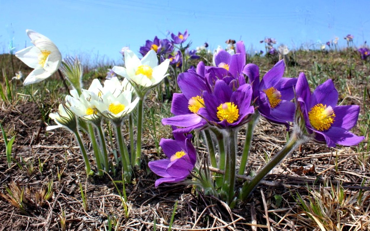 Первоцветы Забайкалья