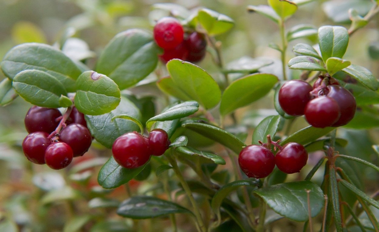 Байкальский заповедник растения