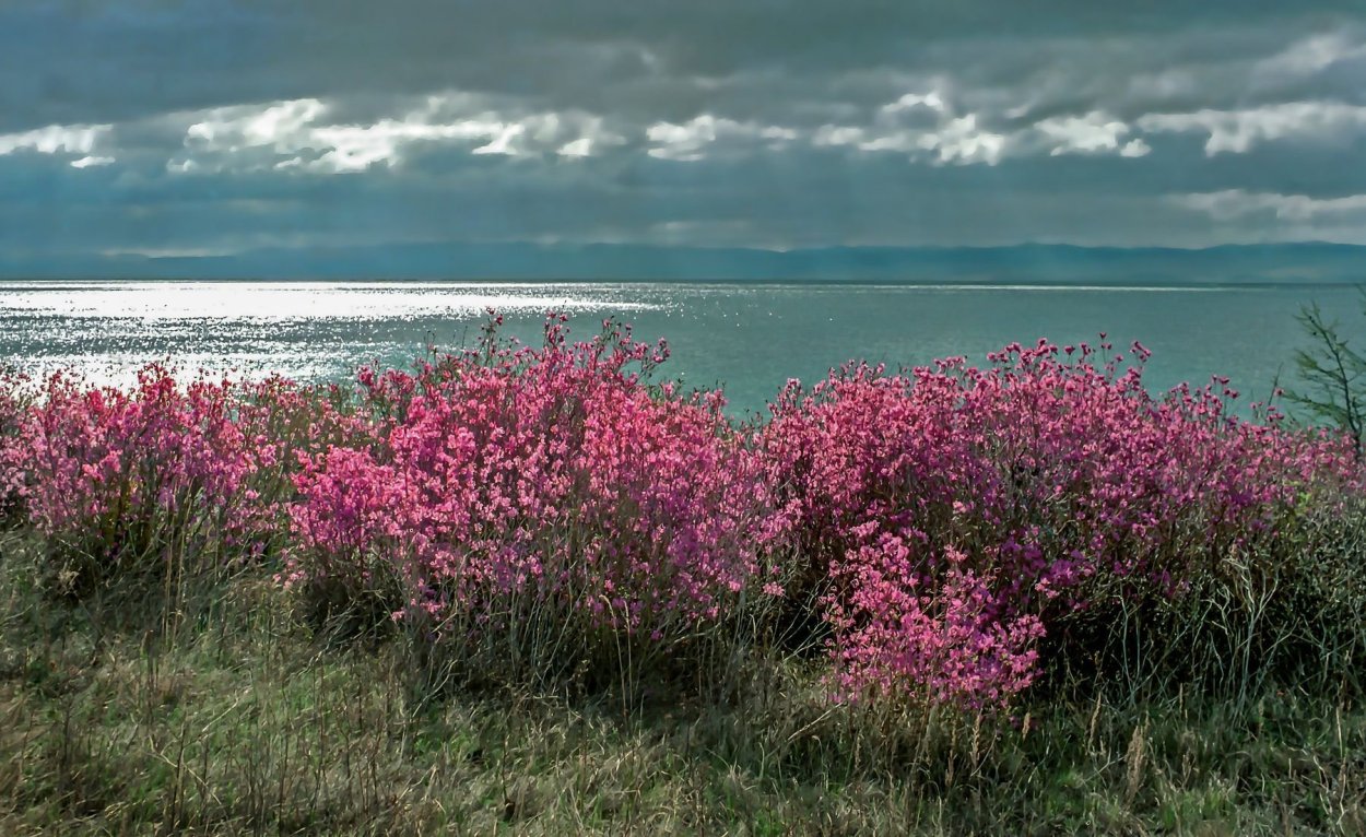 Багульник на Байкале