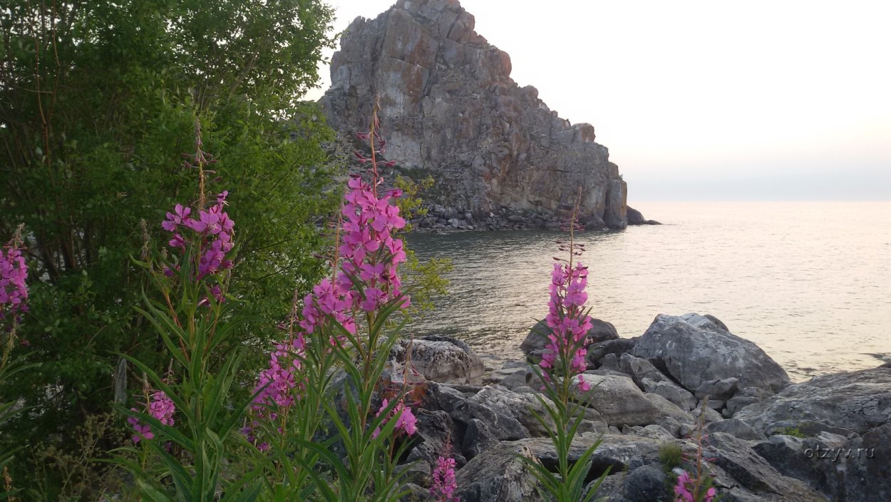 Цветение багульника на Ольхоне